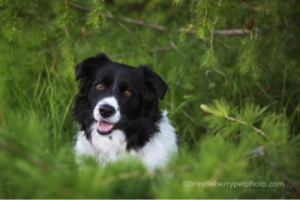 BrindleBerry Pet Photo