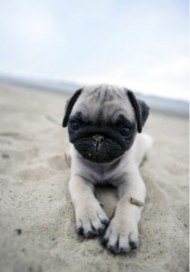 Pug Puppy