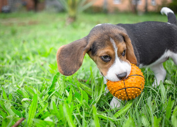 Puppy With Toy