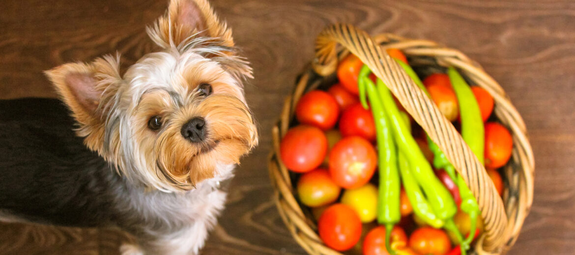 Dog with vegetables
