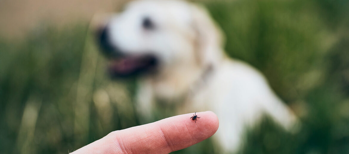 Tick on person's finger with a dog in the background