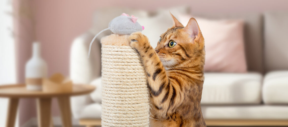 Cat with toy mouse