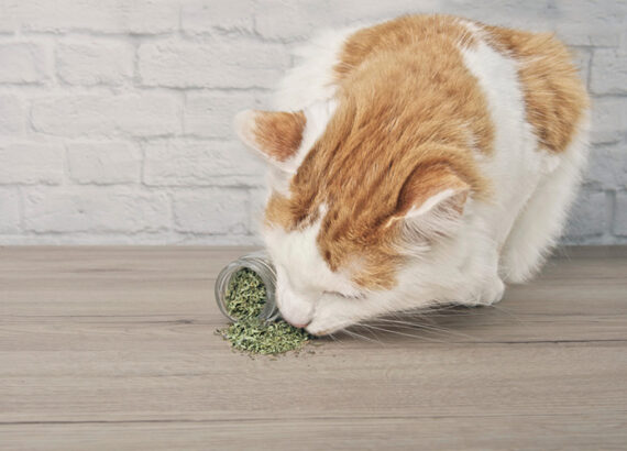 Cat with Catnip 