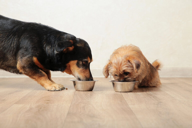 Dogs Eating