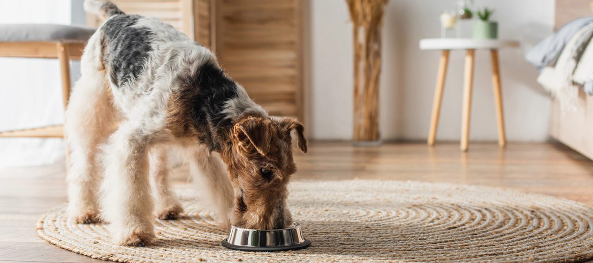 Dog Eating From Bowl