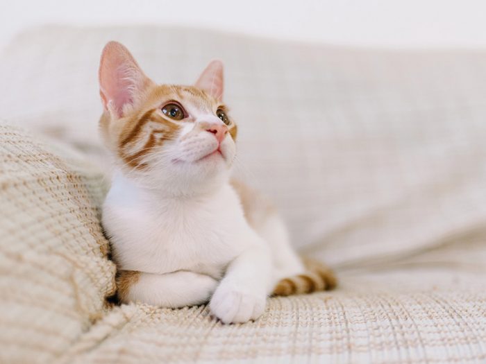 Photo of a cat laying down.